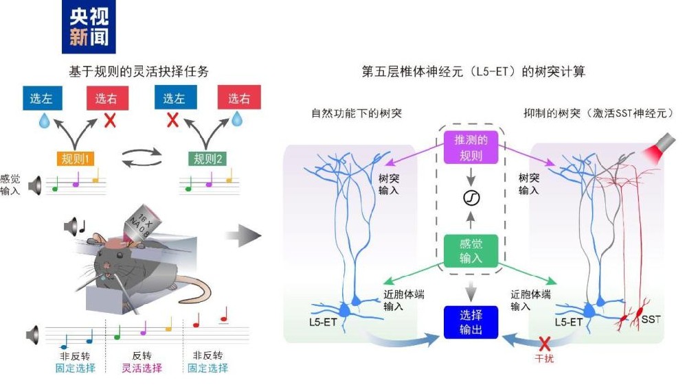 大脑神经元有精密分工 我国科学家破解大脑灵活决策底层奥秘